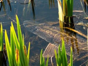 pike in the reeds
